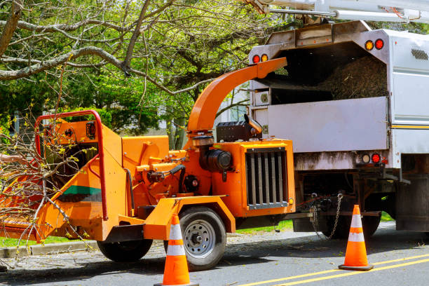 Best Emergency Storm Tree Removal  in USA